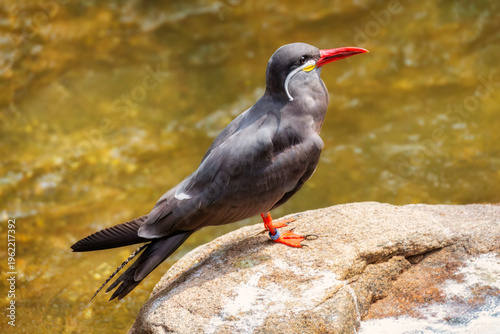 Seitliche Nahaufnahme einer Inkaseeschwalbe (Larosterna inca) die auf einem großen Stein vor einem kleinen Bach in der Sonne sitzt
