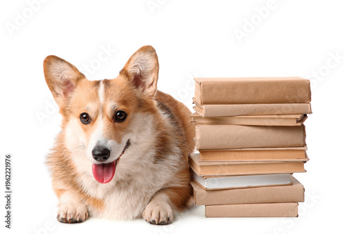 Cute Corgi dog with books o...
