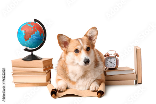 Cute Corgi dog with books, ...