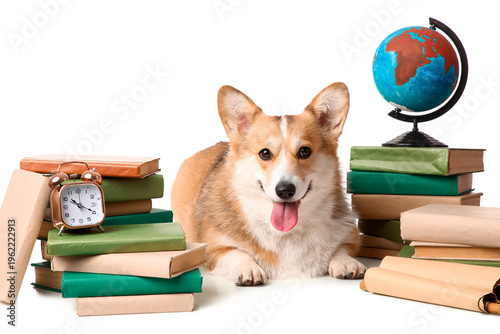 Cute Corgi dog with books, ...