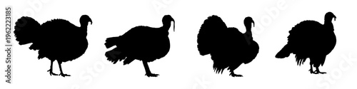 Set of turkey silhouette - vector illustration	