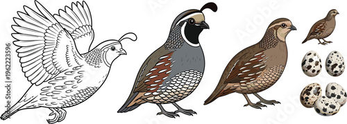 Quail Bird Vector Set with Detailed Line Art and Colored Illustrations Including Flying Standing Quail and Eggs Wildlife Farm Animal Collection