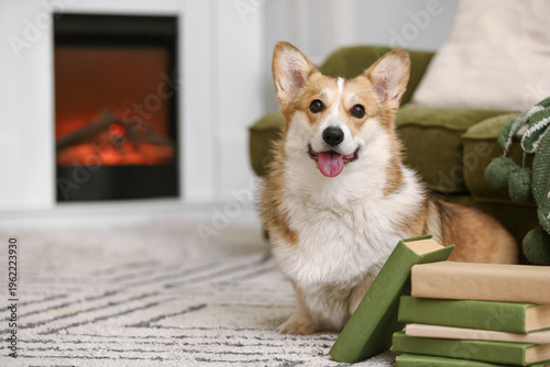 Cute Corgi dog with books o...
