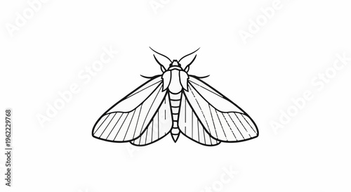 A simple line drawing of a moth with detailed wings and body