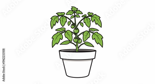 A potted tomato plant with green leaves and small green fruits
