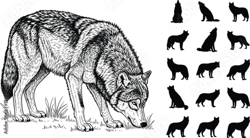 Wolf Vector Illustration Set Featuring Detailed Hand-Drawn Wolves in Standing, Sniffing, and Silhouette Poses Realistic Wildlife Animal Collection