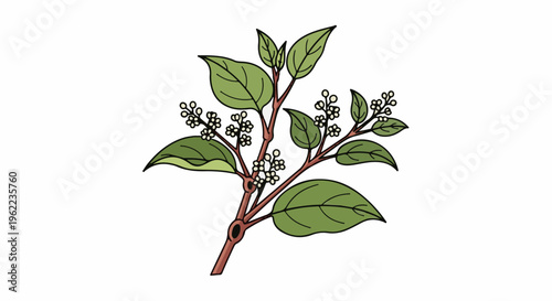 A stem with green leaves and tiny white flowers in clusters