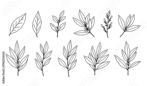 Black and white bay leaf outline doodle vector with herb seasoning cooking elements set