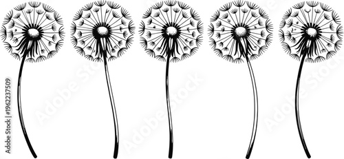 Five black and white dandelions with long stems in a row line stem
