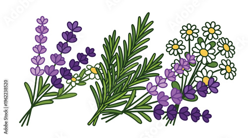 A vibrant vector set of lavender, rosemary, and chamomile herbal bouquets. Perfect for aromatherapy, spa, wellness designs, and natural cosmetic branding.