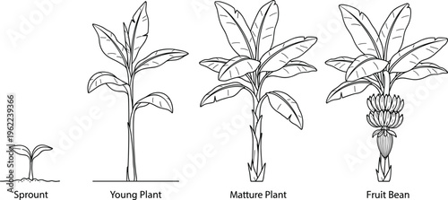 Banana plant growth stages from sprout to mature tree with fruit educational botanical line art vector illustration isolated on white