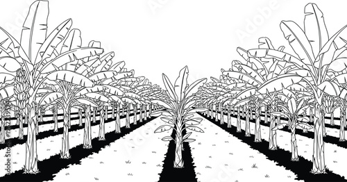 Banana plantation perspective with rows of tropical plants detailed black and white line art agricultural landscape illustration isolated on white