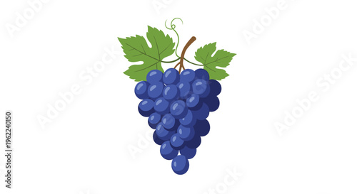 A single bunch of blue grapes with green leaves and a tendril is depicted on a white background.