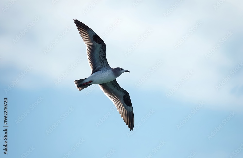 Obraz premium Mottled petrel bird flies over blue sky with clouds. Seabird has patterned feathers and spreads its wings wide open. Wildlife fauna in motion during daytime.