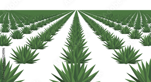 Numerous spiky green agave plants are arranged in perfectly straight, parallel rows receding into the distance on a white background.