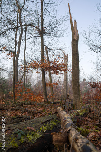 Mystic forest, Bottrop, North Rhine Westphalia, Germany