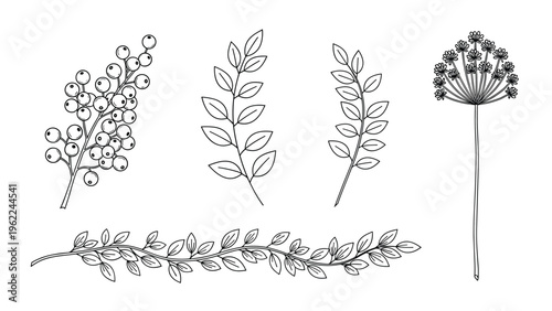 Black and white line art set of various botanical elements including berry branches leafy stems and a delicate flower head drawing.