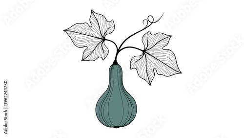 Black and white line art of a maturing squash or gourd plant with large veined leaves and a curling vine stem for gardening guides.