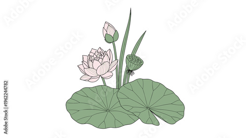 Elegant pink lotus flower in full bloom accompanied by a bud seed pod and two large green leaves on long stems for water pond decor.