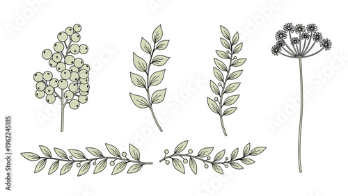 Set of various botanical illustrations including berry clusters leafy branches and a large delicate flower head on a white backdrop.