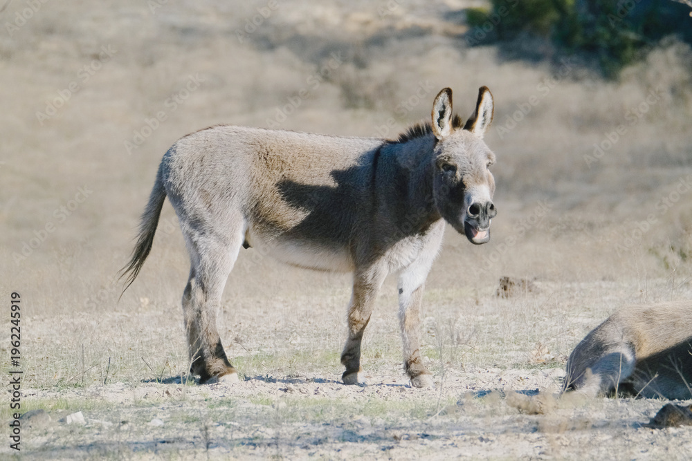 Obraz premium Mini donkey on rural Texas farm, standing in field braying.