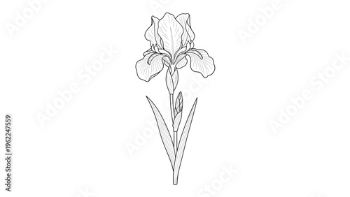 Fine line drawing of a single iris flower on a stem with long slender leaves in a classic vintage botanical art style.