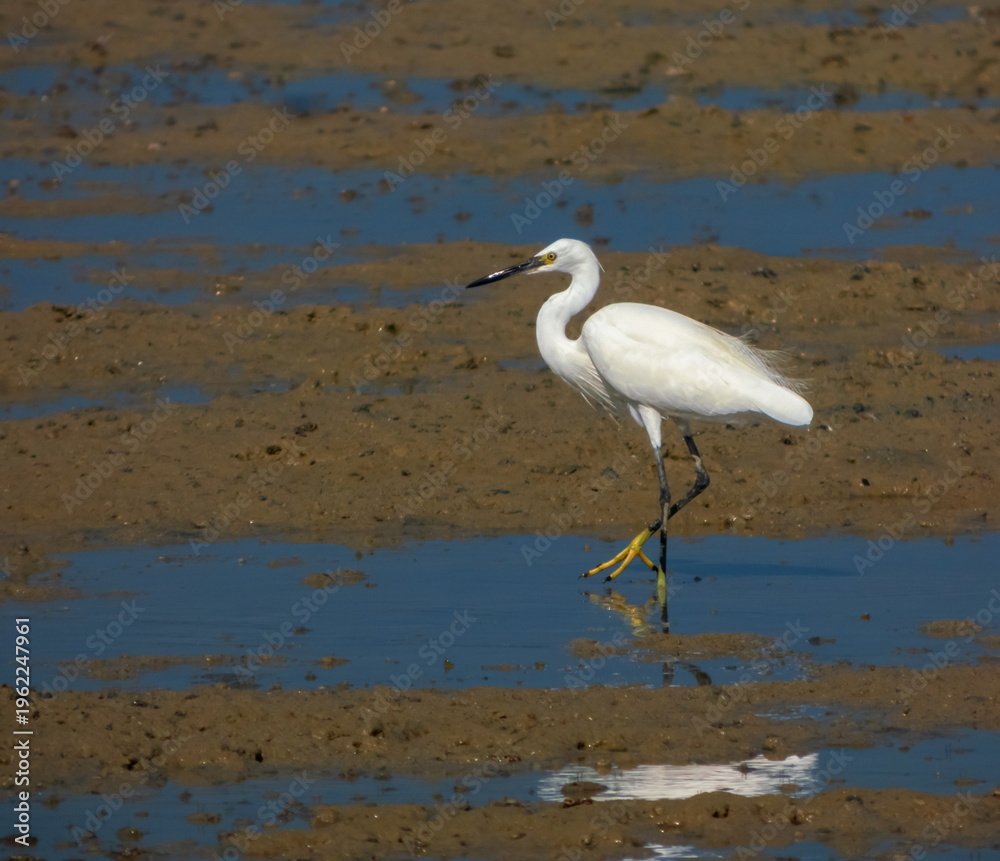 Fototapeta premium Eastern great egret, White Heron bird, Ardea alba