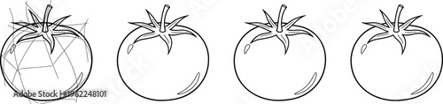 Set of Tomato Illustrations in Outline Style Showing Different Stages for Food, Agriculture, and Gardening Design Graphics