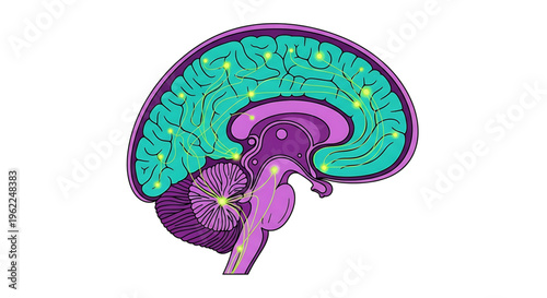 A colorful vector illustration of a human brain with highlighted areas