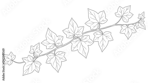 Outline of an ivy vine with leaves on a white background