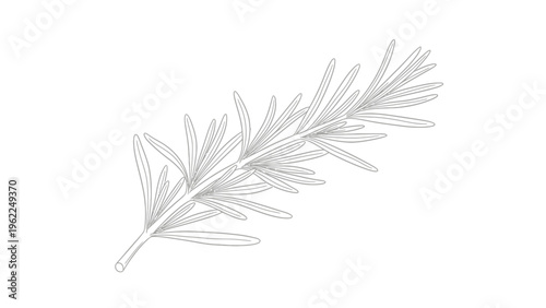 Line drawing of a rosemary sprig on a white background.