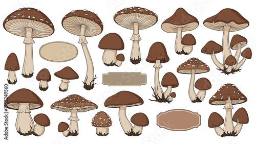 Large collection of diverse brown mushrooms including amanita and porcini styles with small decorative frames for labels or tags.