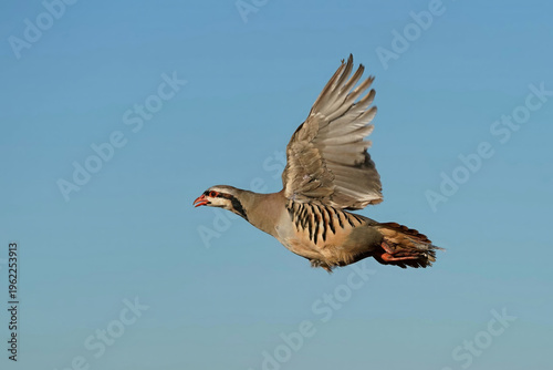 Quadro em tela Chukar Partridge - Flight