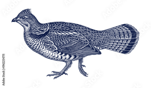 Detailed blue engraving of a ruffed grouse with intricate feather patterns