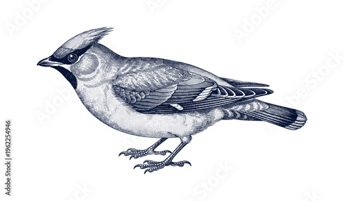 Intricate illustration of a detailed songbird in vintage style