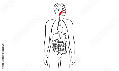 Throat inflammation pain