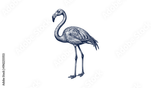 Detailed monochrome flamingo illustration with intricate feather patterns