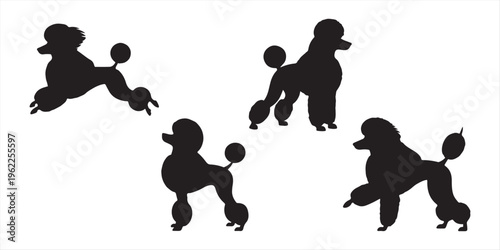 A collection of four distinct black silhouettes depicting poodle dogs in various active poses Vector.  Seamless pattern of black silhouettes depicting various dog breeds.