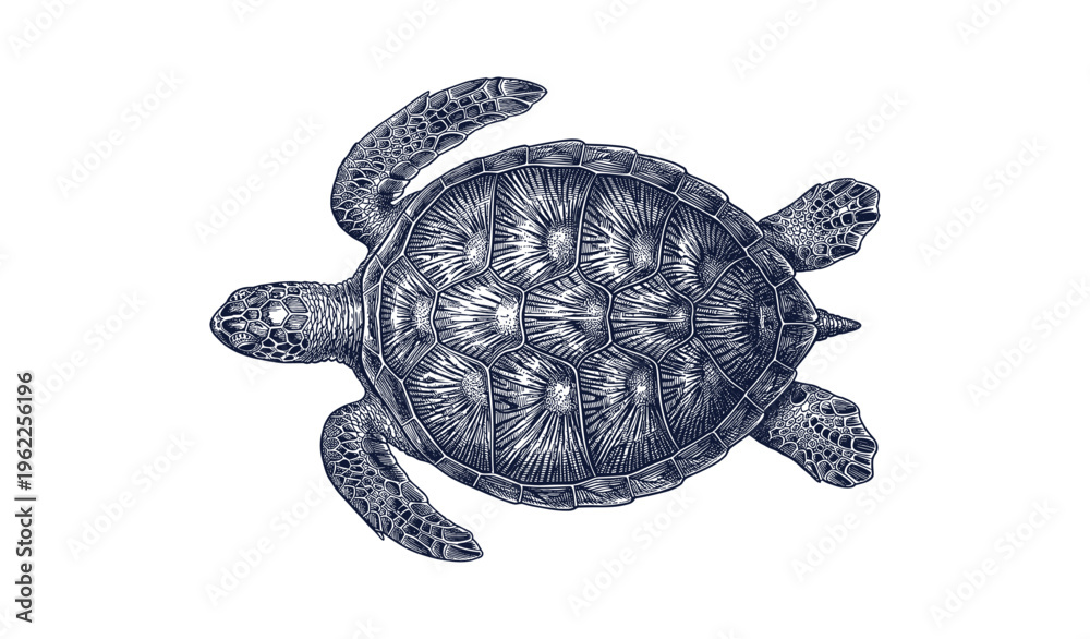 Fototapeta premium Detailed illustration of a sea turtle with textured shell on white background