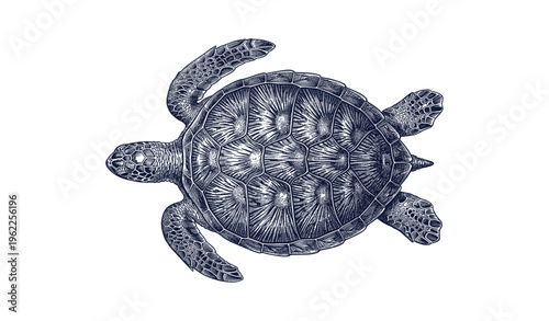 Detailed illustration of a sea turtle with textured shell on white background