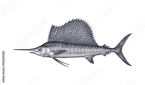 Detailed illustration of sailfish with large dorsal fin and elongated body in monochrome