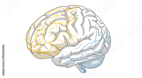 A detailed vector illustration of a human brain with colorful neural connections