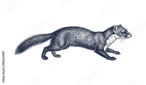 Detailed vintage illustration of a european polecat in motion