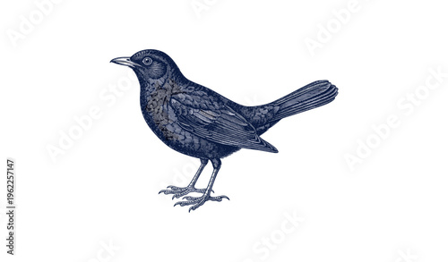 Detailed illustration of a bird with intricate feather patterns on a white background