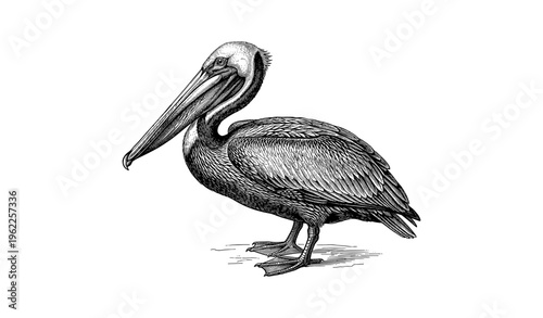 Detailed black and white illustration of a standing pelican on white background