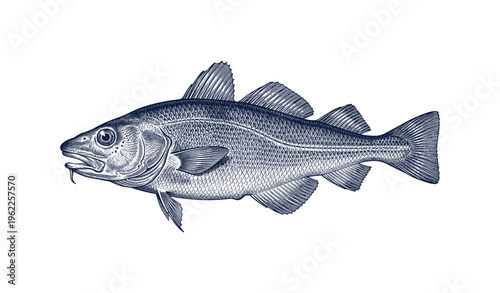 Detailed illustration of vintage engraved fish with scales and fins displayed in profile view