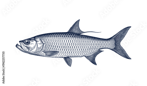 Detailed black and white tarpon fish illustration with distinct scales and fins