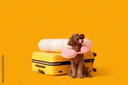Bild auf Leinwand Cute Toy Poodle with suitcase, inflatable ring and travelling pillow on yellow b