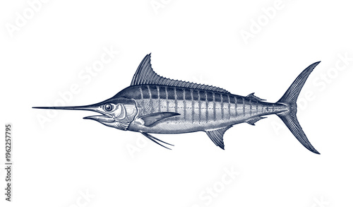Detailed illustration of a swordfish in classic line art style