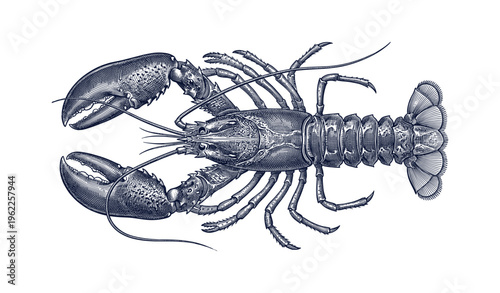 Detailed vintage lobster illustration in black and white
